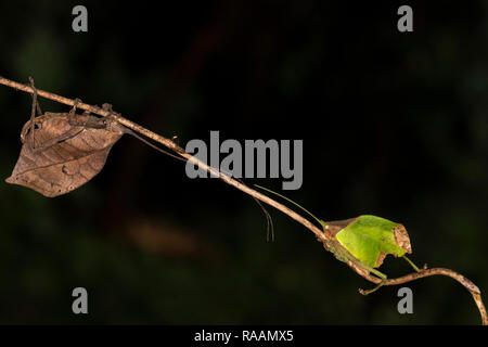 Katydid leaf-insectes MIMIC au Costa Rica Banque D'Images