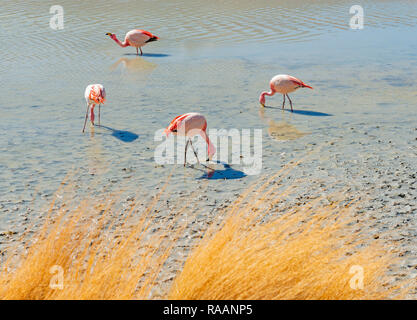 Quatre (Phoenicoparrus jamesi Flamingo James) se nourrissant d'algues microscopiques dans Hedionda Lagoon dans l'Altiplano de Bolivie près du Salar de Uyuni. Banque D'Images