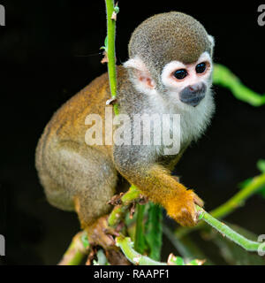 Un seul singe écureuil (Saimiri) sur une branche à l'intérieur de la forêt amazonienne, la réserve faunique de Cuyabeno, de l'Équateur. Banque D'Images