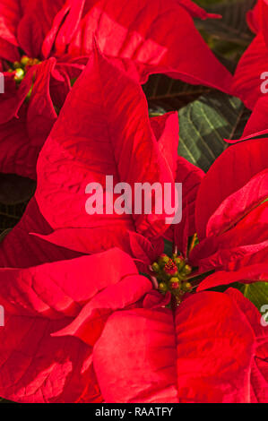 Close up de Poinsettia pulcherima montrant les feuilles rouge vif, les plantes sont généralement vendus à l'époque de Noël d'autres couleurs sont blanc crème et variée Banque D'Images