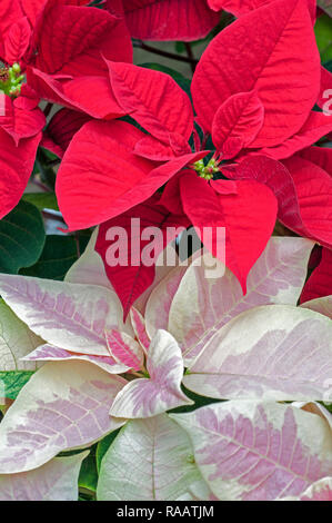 Poinsettia pulcherima montrant feuilles panachées sont habituellement vendus à l'époque de Noël d'autres couleurs sont rouge blanc et crème quitte Banque D'Images