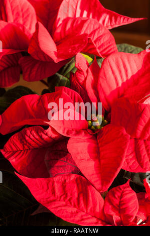 Close up de Poinsettia pulcherima montrant les feuilles rouge vif, les plantes sont généralement vendus à l'époque de Noël d'autres couleurs sont blanc crème et variée Banque D'Images