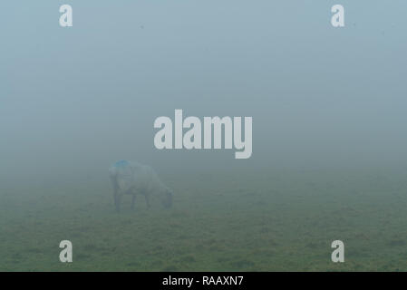 Moutons dans le brouillard, Pembrokeshire, Pays de Galles, Royaume-Uni Banque D'Images