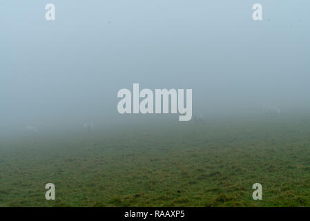 Moutons dans le brouillard, Pembrokeshire, Pays de Galles, Royaume-Uni Banque D'Images