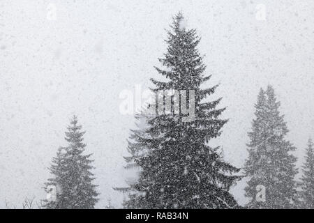 Heftiger Schneeschauer, Fichtenwald, Schwarzwald, Baden-Württemberg, Allemagne Banque D'Images