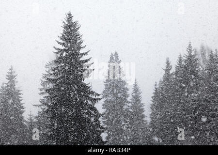 Heftiger Schneeschauer, Fichtenwald, Schwarzwald, Baden-Württemberg, Allemagne Banque D'Images