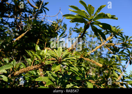 Pouteria sapota, sapote mamey mamey,Californie,zapote colorado,zapote rojo,feuilles,arbre,feuillage tropical Floral,RM, Banque D'Images