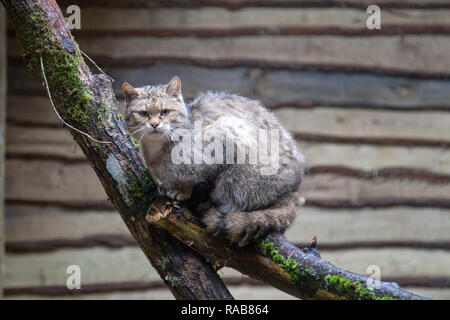 Chat Sauvage Européen Felis silvestris silvestris dans Kadzidlowo Parc d'animaux sauvages en Pologne Banque D'Images