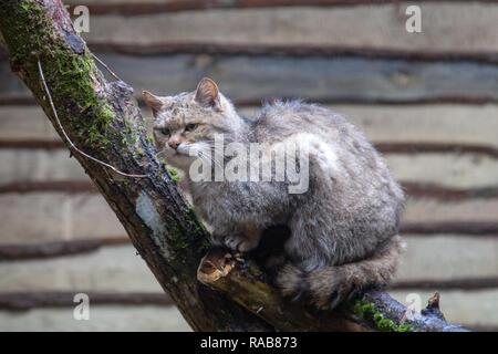 Chat Sauvage Européen Felis silvestris silvestris dans Kadzidlowo Parc d'animaux sauvages en Pologne Banque D'Images