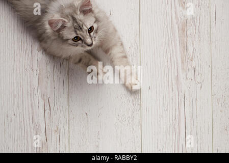 Kitty gris duveteux jeter sur plancher en bois au-dessus (top view) Banque D'Images