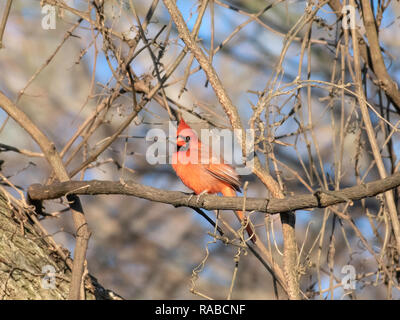 Un mâle, oiseau cardinal Cardinalis cardinalis, perché sur une branche dans la Red River National Wildlife Refuge, dans le nord-ouest de la Louisiane. Banque D'Images