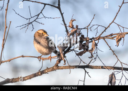 Un bruant à gorge blanche, Zonotrichia albicollis, dans la Red River National Wildlife Refuge, dans le nord-ouest de la Louisiane. Banque D'Images
