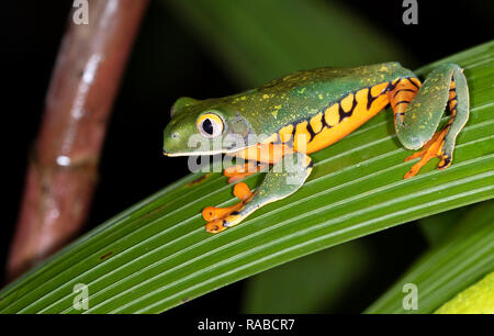 Magnifique grenouille (Cruziohyla calcarifer) plantes grimpantes de nuit, Alajuela, Costa Rica. Banque D'Images