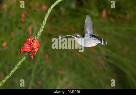 Hummingbird ermite vert (Phaethornis guy) planant au-devant d'une fleur, Alajuela, Costa Rica. Banque D'Images