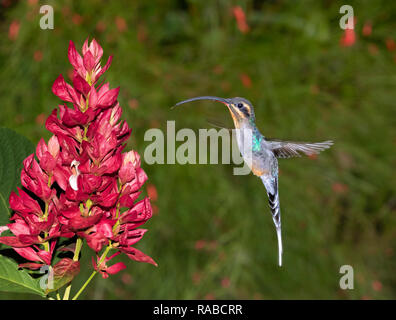 Hummingbird ermite vert (Phaethornis guy) planant au-devant d'une fleur, Alajuela, Costa Rica. Banque D'Images