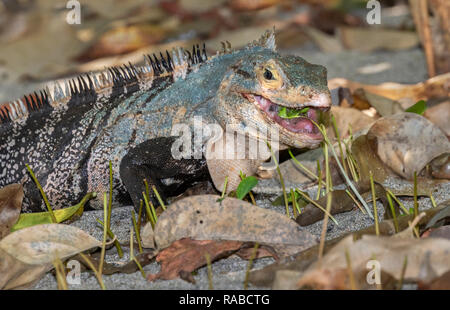 L'iguane noir (Ctenosaura similis) ieating grass, Parc National Manuel Antonio, Puntarenas, Costa Rica Banque D'Images