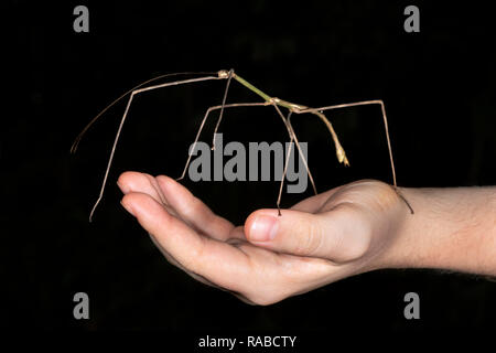 Bâton de marche géante (insectes sauterelle de cricket de la famille) sur une main humaine, Puntarenas, Costa Rica Banque D'Images