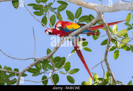 Ara rouge (Ara macao), d'une paire sur une branche d'arbre, Puntarenas, Costa Rica Banque D'Images