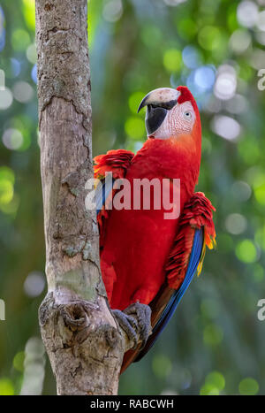 Ara rouge (Ara macao) escalade un arbre dans la forêt tropicale, Puntarenas, Costa Rica Banque D'Images