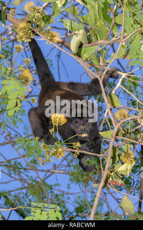 Manteau singe hurleur (Alouatta palliata) accroché dans un arbre et de manger les jeunes feuilles et fleurs dans la canopée des forêts tropicales, Puntarenas, Costa Rica Banque D'Images