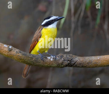 Tyran quiquivi (Pitangus sulfuratus) portrait, Puntarenas, Costa Rica Banque D'Images