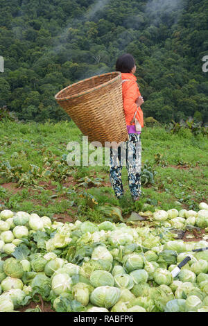 Collard et agriculteur à la ferme Banque D'Images