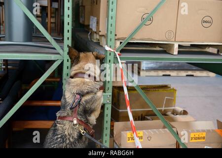 Chien de travail militaire de l'armée américaine (MWD) Meki, affecté à la 100e Détachement de MWD, trouve le dispositif dissimulé qu'il effectue une recherche de formation à l'intérieur d'un hangar sur la base aérienne de Chièvres, Belgique, 11 janvier 2017. Banque D'Images