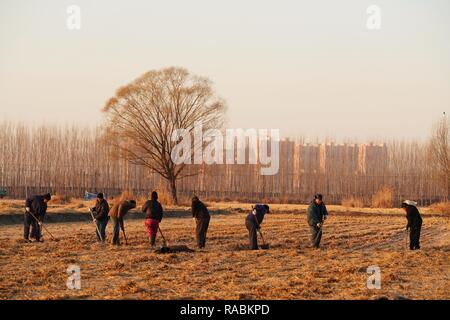 (190103) -- BEIJING, 3 janvier 2019 (Xinhua) -- Les villageois travaillent dans la rizière dans le comté d'Anxin Nouvelle zone Xiongan la Chine du Nord, Province de Hebei, 7 décembre 2018. Les autorités centrales de la Chine ont approuvé le plan directeur pour Xiongan 2018-2035 Nouveau domaine, soulignant que sa création est importante pour le développement de haute qualité et la construction de la système économique moderne. Le plan a été approuvé par le Comité central du Parti communiste chinois (PCC) et le Conseil d'État. Le plan directeur est la ligne directrice pour l'élaboration, la construction et la gestion de l'Xiongan Nouveau Banque D'Images