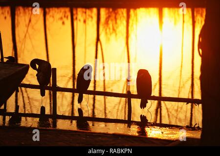 (190103) -- BEIJING, 3 janvier 2019 (Xinhua) -- Les cormorans sont accueillis à l'Xiongan Baiyangdian Lake dans le nord de la Chine, la nouvelle zone de la province de Hebei, du 7 décembre 2018. Les autorités centrales de la Chine ont approuvé le plan directeur pour Xiongan 2018-2035 Nouveau domaine, soulignant que sa création est importante pour le développement de haute qualité et la construction de la système économique moderne. Le plan a été approuvé par le Comité central du Parti communiste chinois (PCC) et le Conseil d'État. Le plan directeur est la ligne directrice pour l'élaboration, la construction et la gestion de la nouvelle zone d'un Xiongan Banque D'Images