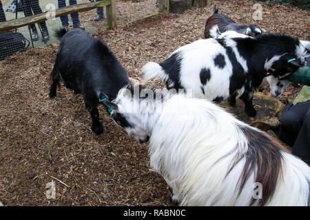 Le Zoo de Londres, Royaume-Uni. 3 janvier, 2019. Chèvres pygmées au cours de l'inventaire annuel au Zoo de Londres. Le Zoo de Londres s'engage son bilan annuel qui est réalisé à l'le début de chaque année. Chaque animal dans le Zoo de Londres est pesé et mesuré, et les statistiques est partagée avec d'autres zoos à travers le monde. Credit : Dinendra Haria/Alamy Live News Banque D'Images