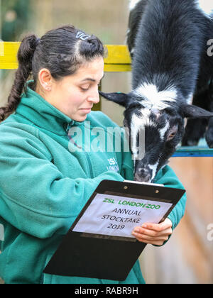 London, UK, 3 janvier 2019. Les chèvres pygmées dans Hullabazoo ZSL's Farm prendre un curieux intérêt pour leur gardien et son affichage ainsi. Les presse-papiers, de zoo prêt leurs calculatrices et appareil pour compter les animaux au ZSL London Zoo's bilan annuel de plus de 700 espèces différentes. Keepers font face à la tâche difficile de dénombrer tous les mammifères, d'oiseaux, reptiles, poissons et invertébrés au zoo. Credit : Imageplotter News et Sports/Alamy Live News Banque D'Images