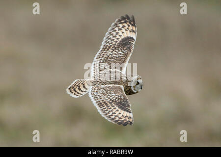 Niveaux de Pevensey, UK. 3 janvier 2019.UK weather. Une courte hibou des marais (Asio flammeus) chasse dans les champs sur les niveaux de Pevensey cet après-midi. Les hiboux sont des visiteurs réguliers à la zone et peuvent souvent être vus au cours de la période d'hiver. Niveaux de Pevensey, East Sussex, UK. Credit : Ed Brown/Alamy Live News Banque D'Images