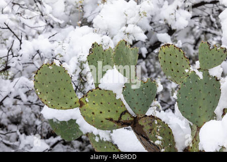 Une tempête d'hiver froide a apporté une neige rare à un cactus à poire épineuse dans le désert de Sonoran au parc national de Saguaro à Tucson, Arizona, États-Unis Banque D'Images