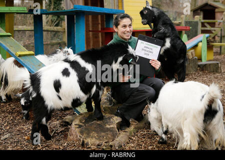 Londres, Grande-Bretagne. 3 janvier, 2019. Membre du personnel du Zoo Tony Veronica Heldt pose pour des photos avec chèvres pygmées au ZSL London Zoo de Londres, la Grande-Bretagne, le 3 janvier, 2019. Prendre soin de plus de 600 espèces différentes, ZSL London Zoo's keepers face à la tâche difficile de compter chaque animal ici lors de l'inventaire annuel le jeudi. Crédit : Tim Irlande/Xinhua/Alamy Live News Banque D'Images