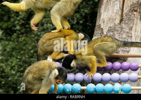 Londres, Grande-Bretagne. 3 janvier, 2019. Les singes écureuils sont vus lors d'un photocall à ZSL London Zoo de Londres, la Grande-Bretagne, le 3 janvier, 2019. Prendre soin de plus de 600 espèces différentes, ZSL London Zoo's keepers face à la tâche difficile de compter chaque animal ici lors de l'inventaire annuel le jeudi. Crédit : Tim Irlande/Xinhua/Alamy Live News Banque D'Images