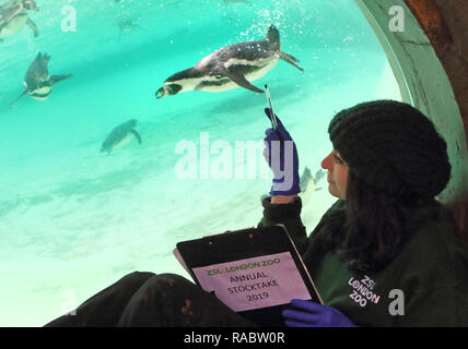 Londres, Royaume-Uni. 3 janvier, 2019. Un gardien de zoo à ZSL London Zoo vu compter les pingouins de Humboldt au cours de l'inventaire annuel du Zoo.la garde de plus de 700 espèces différentes, ZSL London Zoo's keepers font face à la tâche difficile de dénombrer tous les mammifères, d'oiseaux, reptiles, poissons et invertébrés au Zoo, en comptant tout d'une troupe de singes écureuils curieux à gravement menacée d'amour et les chameaux de Bactriane. Credit : Keith Mayhew SOPA/Images/ZUMA/Alamy Fil Live News Banque D'Images