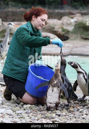 Londres, Royaume-Uni. 3 janvier, 2019. Un gardien de zoo à ZSL London Zoo vu compter les pingouins de Humboldt au cours de l'inventaire annuel du Zoo.la garde de plus de 700 espèces différentes, ZSL London Zoo's keepers font face à la tâche difficile de dénombrer tous les mammifères, d'oiseaux, reptiles, poissons et invertébrés au Zoo, en comptant tout d'une troupe de singes écureuils curieux à gravement menacée d'amour et les chameaux de Bactriane. Credit : Keith Mayhew SOPA/Images/ZUMA/Alamy Fil Live News Banque D'Images