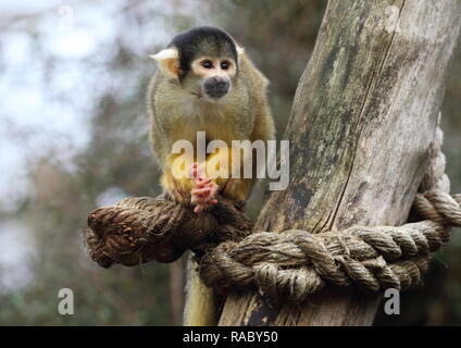 Un singe-écureuil vu au cours de l'inventaire annuel du Zoo. La garde de plus de 700 espèces différentes, ZSL London Zoo's keepers font face à la tâche difficile de dénombrer tous les mammifères, d'oiseaux, reptiles, poissons et invertébrés au Zoo, en comptant tout d'une troupe de singes écureuils curieux à gravement menacée d'amour et les chameaux de Bactriane. Banque D'Images