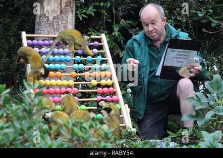 Un gardien de zoo à ZSL London Zoo vu compter les singes écureuils pendant l'inventaire annuel du Zoo. La garde de plus de 700 espèces différentes, ZSL London Zoo's keepers font face à la tâche difficile de dénombrer tous les mammifères, d'oiseaux, reptiles, poissons et invertébrés au Zoo, en comptant tout d'une troupe de singes écureuils curieux à gravement menacée d'amour et les chameaux de Bactriane. Banque D'Images