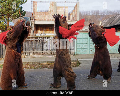 Interprètes vêtus de peaux d'ours dansant lors d'un festival de fin d'année. Les gens dans la vallée de Buzau en Roumanie en robe de danse et de peaux d'ours pour chasser la mauvaise chance et apporter le bonheur et la bénédiction de leur village. Dans le passé, les Roms et les ours sauvages capturés soulevées et les ont utilisés comme animaux de rendement pour l'argent. Les gens croyaient que les ours peuvent guérir des maladies et d'apporter la force pour eux. Après avoir maintenu ours a été interdit, les gens ont commencé à danser dans des peaux d'ours pour garder la tradition du Nouvel An. Le prix d'une peau peut être aussi élevé que 3000 euros. Banque D'Images