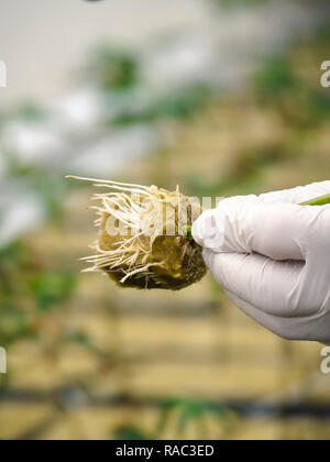 Close up début de la plantation de cannabis Banque D'Images