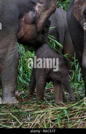 L'éléphant de Bornéo, aussi appelé l'éléphant pygmée de Bornéo, est une sous-espèce de l'éléphant d'Asie qui se rencontre dans le nord-est de Bornéo, en Malaisie. Banque D'Images