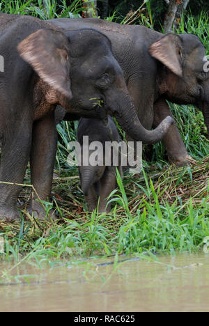 L'éléphant de Bornéo, aussi appelé l'éléphant pygmée de Bornéo, est une sous-espèce de l'éléphant d'Asie qui se rencontre dans le nord-est de Bornéo, en Malaisie. Banque D'Images