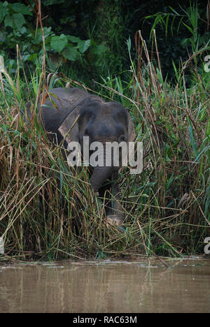 L'éléphant de Bornéo, aussi appelé l'éléphant pygmée de Bornéo, est une sous-espèce de l'éléphant d'Asie qui se rencontre dans le nord-est de Bornéo, en Malaisie. Banque D'Images