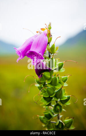 Fleurs colorées de Heather, Erica cinerea, dans les highlands écossais. Banque D'Images