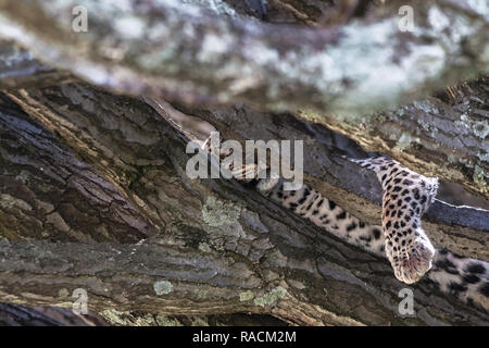 Leopard. Se reposant après le déjeuner. Serengeti, Tanzanie Banque D'Images