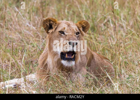 Jeune lion dans l'herbe. Le Masai Mara, Kenya Banque D'Images