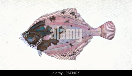 Flet, Pleuronectes flessus, British Fishes, Donovan, E. (Edward), 1768-1837, (l'auteur. Repensé Banque D'Images