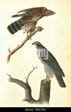 Autour des palombes., Audubon, John James, 1785-1851 repensé par Gibon. L'art classique avec une touche moderne repensé Banque D'Images