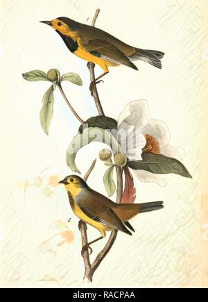 Bachman Swamp-Warbler. 1. Des hommes. 2. Des femmes. (Gordonia pubescens.), Audubon, John James, 1785-1851 repensé Banque D'Images